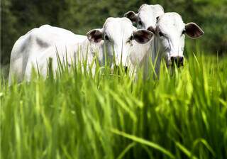 Gado nelore criado a pasto em propriedade rural brasileira; abates cresceram 16% em 2024. Foto: Divulgação/Agronelli)