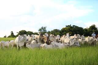 Trabalhador conduz boiada em meio a pasto abundante; vacas se alimentam de pastos verdes e nutritivos e assim consegue nutrir bem o feto. (Foto: Divulgação/Connan)