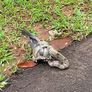 Cobra enrolada na ave, em gramado do Parque dos Poderes (Foto: Direto das Ruas)