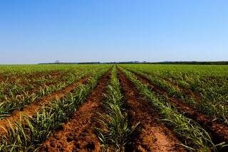 Plantação de cana-de-açúcar em Mato Grosso do Sul (Foto: Divulgação/Biosul)