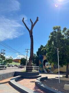 Pé de Cedro morto divide praça com Zacarias Mourão. (Foto: Sidney Assis, de Coxim)