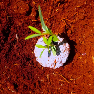 Sementes cultivadas em papelão biodegradável apresentaram germinação de até 97%. (Foto: Divulgação)