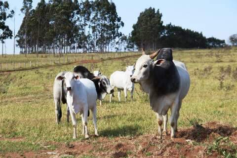 Atenção pecuarista: atualização de rebanhos no MS termina dia 30 de novembro