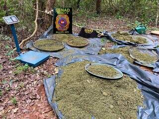 Maconha picada sendo secada ao sol (Foto: Divulgação)