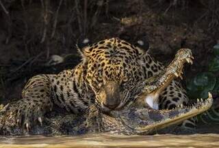 Registro da onça atacando um jacaré no Pantanal de Mato Grosso (Foto: Reprodução/Ian Ford/Fotógrafo de Vida Selvagem do Ano)