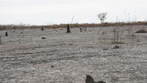 Pantanal queimou mais vegetação nativa do que área de pastagem