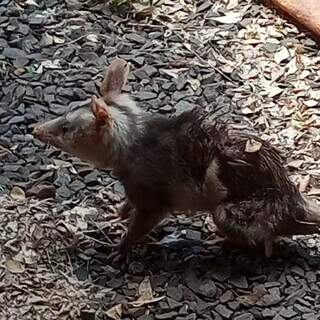 Animal silvestre apresenta estar ferido, com sinais de fraqueza. (Foto: Direto das Ruas)