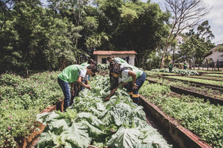 Estudantes cultivam hortaliças em escola rural. (Foto: Reprodução/Agência Gov)