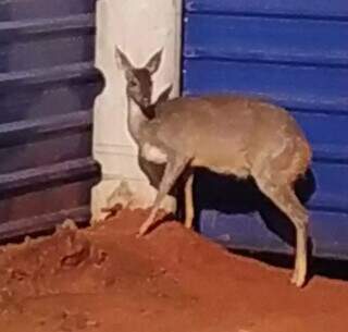 Veado resgatado no Parque dos Poderes nesta seguda-feira (Foto: Direto das Ruas)