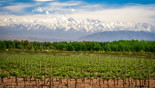 Plantações de uva com a Cordilheira dos Andes ao fundo, Mendonza está no topo das viniculas mais importantes da Argentina (Foto: Reprodução)