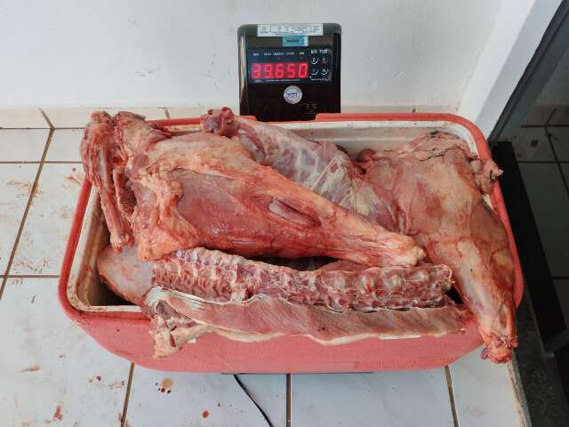 PMA apreende 170 kg de carne de cateto e queixada em Navira&iacute;