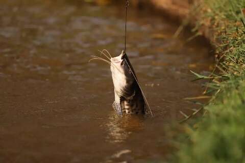 Deputado propõe proibição total de pesca de 29 espécies em MS