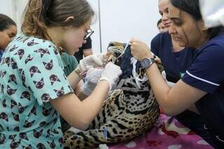 Miranda passando por exames enquanto esteve no hospital veterinário (Foto: Divulgação)