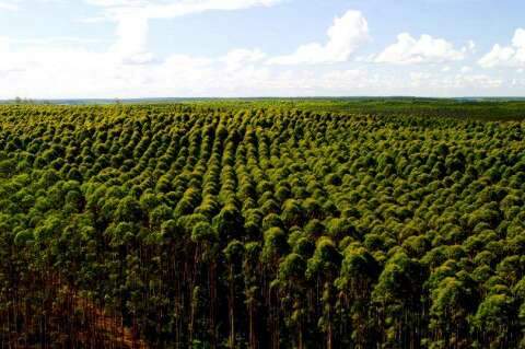 MS é o estado que mais reduziu emissão de carbono na agropecuária 