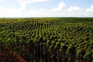 Plantação de eucalipto em Mato Grosso do Sul, um dos fatores que contribuíram para o resultado da descarbonização. (Foto: Divulgação)