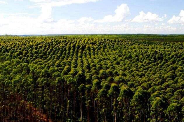 MS &eacute; o estado que mais reduziu emiss&atilde;o de carbono na agropecu&aacute;ria 