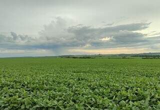 Área plantada com soja em propriedade rural de MS; Estado mantém alto índice de lavouras em boas condições. (Foto: Divulgação/Aprosoja-MS)