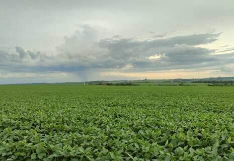 Plantio de soja em MS entra na reta final e supera os 4,2 milh&otilde;es de hectares