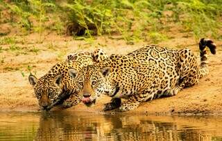 Onça-pintada bebe água com filhote em lagoa no Pantanal (Foto: Carlos Eduardo Fragoso /WWF-Brasil)