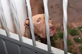 Pitbull abandonado na Vila Santa Doroteia em 2023 (Foto: arquivo / Juliano Almeida)