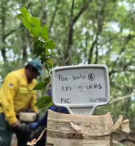 Plantio de Pau-santo in&eacute;dito &eacute; realizado em territ&oacute;rio ind&iacute;gena kadiw&eacute;u em MS