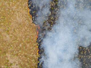 Linha de fogo queimando o bioma durante incêndios deste ano (Foto: Gustavo Figueirôa/SOS Pantanal)