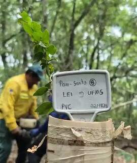 Muda de Pau-santo que foi plantada na terra indígena (Foto: Divulgação)