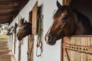 Cavalos alojados em cocheiras em haras sul-mato-grossense. (Foto: Divulgação/Famasul)