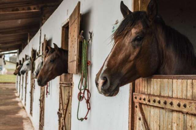 Queda do rebanho bovino derruba em 32% plantel equino de MS em 6 anos