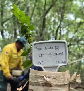 Plantio de Pau-santo inédito é realizado em território indígena kadiwéu em MS