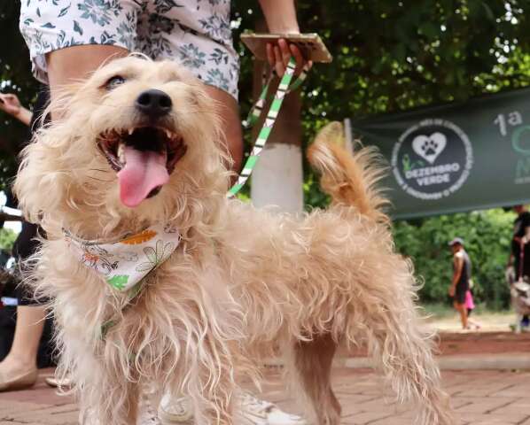 "Cãominhada" reúne apoiadores da causa animal e arrecada ração para doar a ONGs