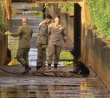 Cão se perde, cai em canal pluvial e é resgatado pelos bombeiros