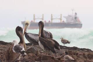 Pelicanos chilenos. (Foto: Arquivo pessoal)