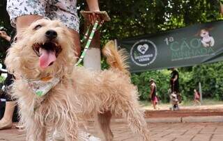 Vira-la Val, cachorra de estimação de Rose Modesto (Foto: Osmar Veiga)