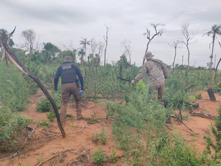 Ag&ecirc;ncia antidrogas desmonta acampamento com 9 hectares de maconha