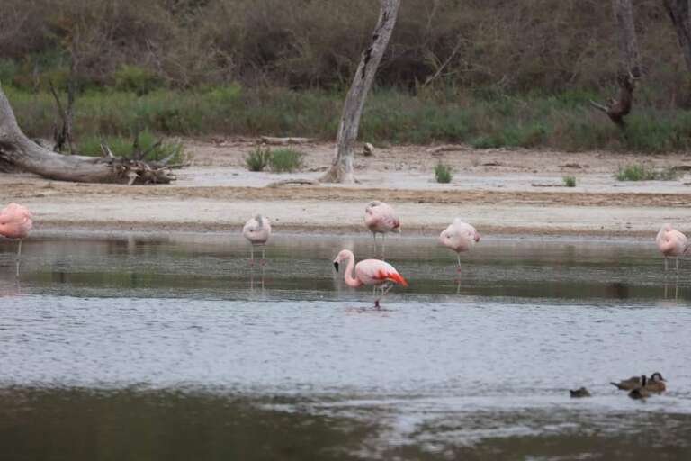 Flamingos