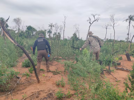 Agência antidrogas desmonta acampamento com 9 hectares de maconha