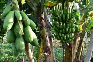 Árvore de mamão e banana, lado a lado, como exemplo de agroecologia (Foto: Divulgação)