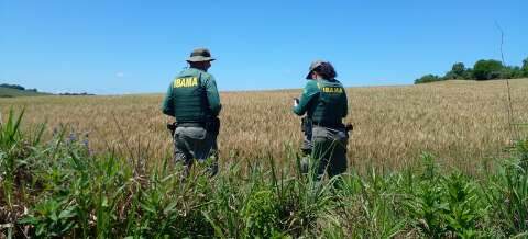 Ibama combate cultivo irregular de transgênicos em terras indígenas de MS