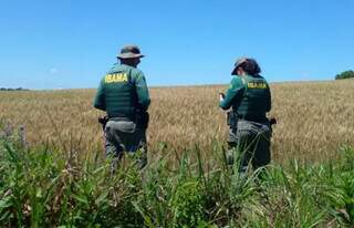 Fiscais do Ibama fazendo trabalho de campo em lavouras de transgênicos durate Operação Quimera (Foto: Divulgação)