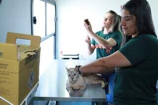 Gato sendo atendido no consultório móvel veterinário (Foto: Divulgação)