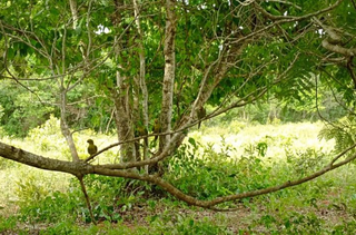 Um dos periquitos soltos em área de reserva ambiental (Foto: divulgação) 