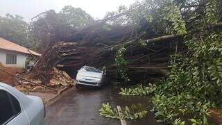 Seringueira centenária que caiu sobre carros, hoje em Dourados (Foto: Leandro Holsbach)