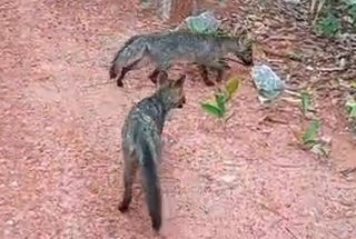 Lobinhos (cachorro-do-mato) que foram reabilitados (Foto: divulgação) 