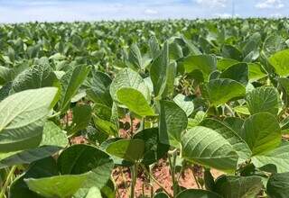 Área cultivada com soja em propriedade de Mato Grosso do Sul. (Foto: Divulgação/Aprosoja-MS)