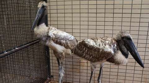 Sem poder voltar ao Pantanal, tuiuiús são enviados para zoológico de SP