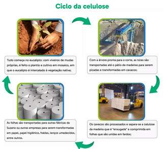 Suzano ocupa &aacute;rea equivalente a 857 mil campos de futebol para produzir celulose