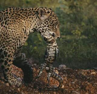 Arumita com teiú vivo andando pela fazenda Caiman (Foto: Giovanna Leite)