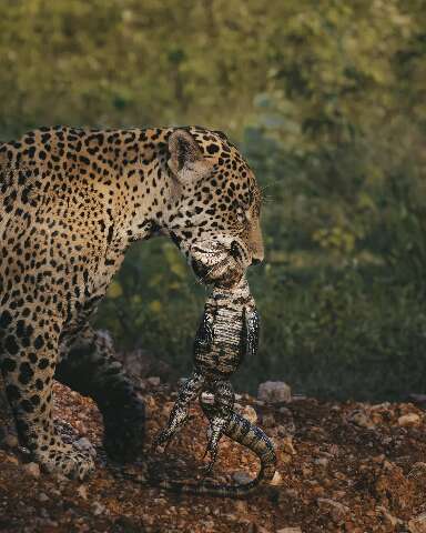 Com tei&uacute; vivo na boca, on&ccedil;a-pintada Arumita desfila no Pantanal