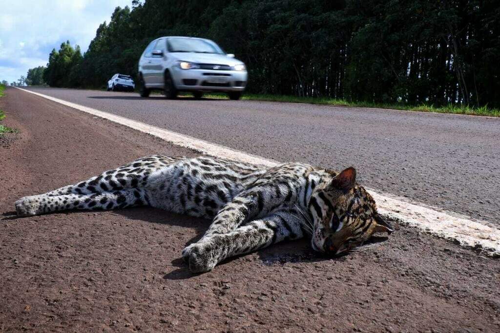 Jaguatirica é morta às margens de rodovia sem sinalização para proteger